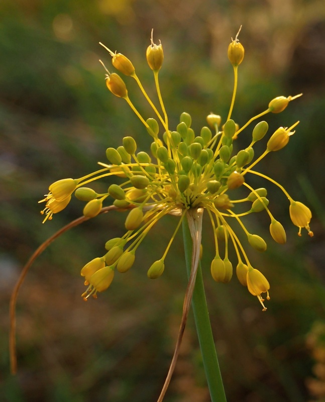 Česnek žlutý (Allium flavum)