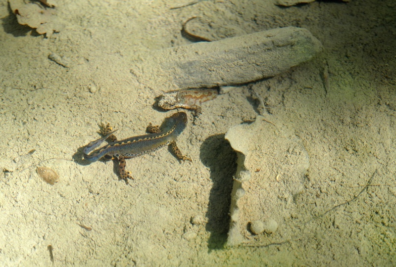 Čolek horský (Ichthyosaura alpestris)