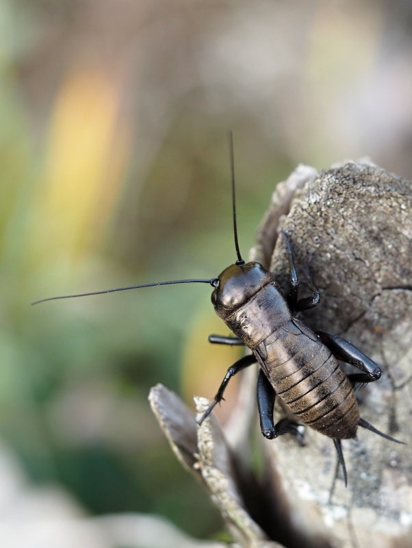 Cvrček polní (Gryllus campestris)