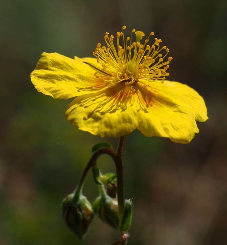 Devaterník velkokvětý tmavý  (Helianthemum grandiflorum subsp. obscurum)