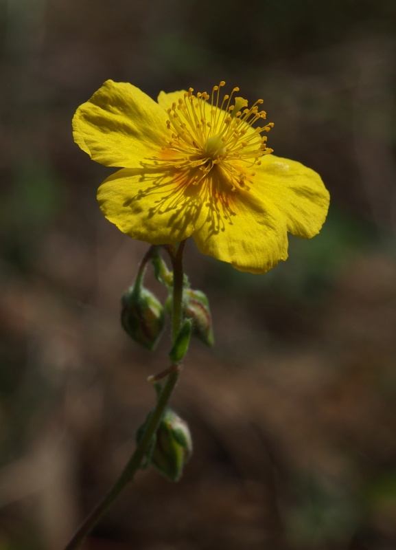 Devaterník velkokvětý tmavý  (Helianthemum grandiflorum subsp. obscurum)