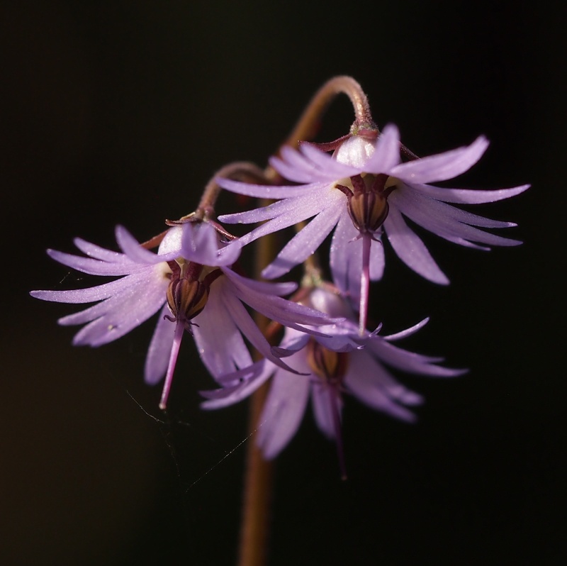 Dřípatka horská (Soldanella montana)