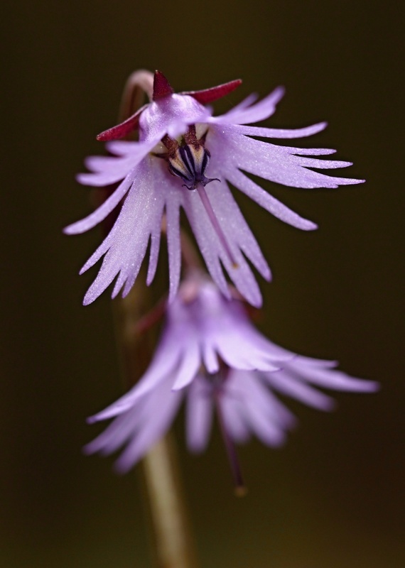 Dřípatka horská (Soldanella montana)