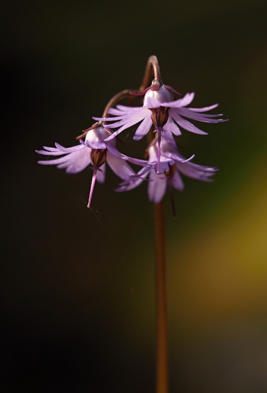 Dřípatka horská (Soldanella montana)