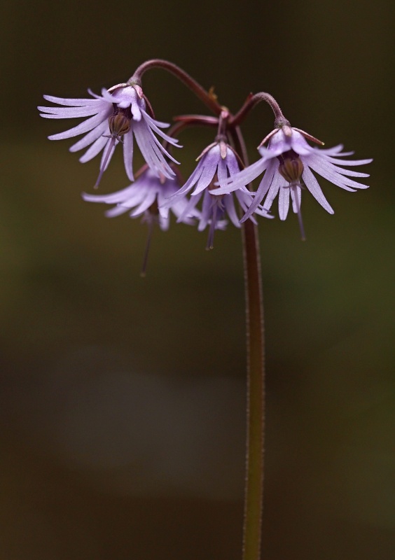 Dřípatka horská (Soldanella montana)