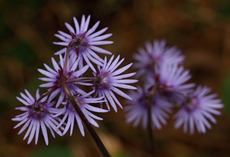 Dřípatka horská (Soldanella montana)