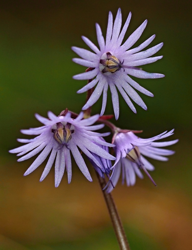 Dřípatka horská (Soldanella montana)