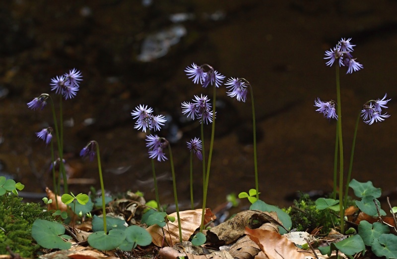 Dřípatka horská (Soldanella montana)
