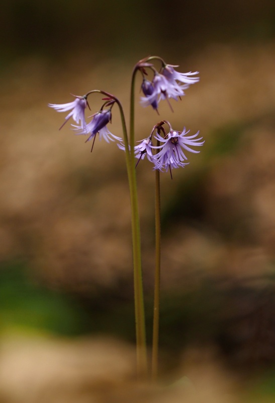 Dřípatka horská (Soldanella montana)