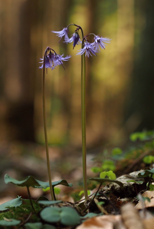Dřípatka horská (Soldanella montana)