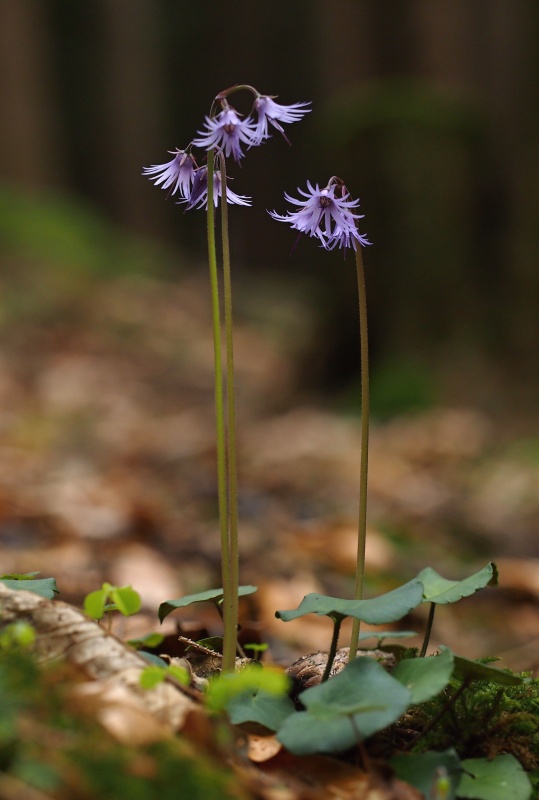 Dřípatka horská (Soldanella montana)