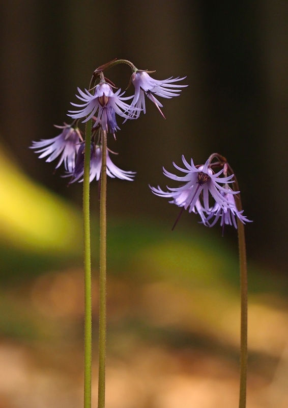 Dřípatka horská (Soldanella montana)