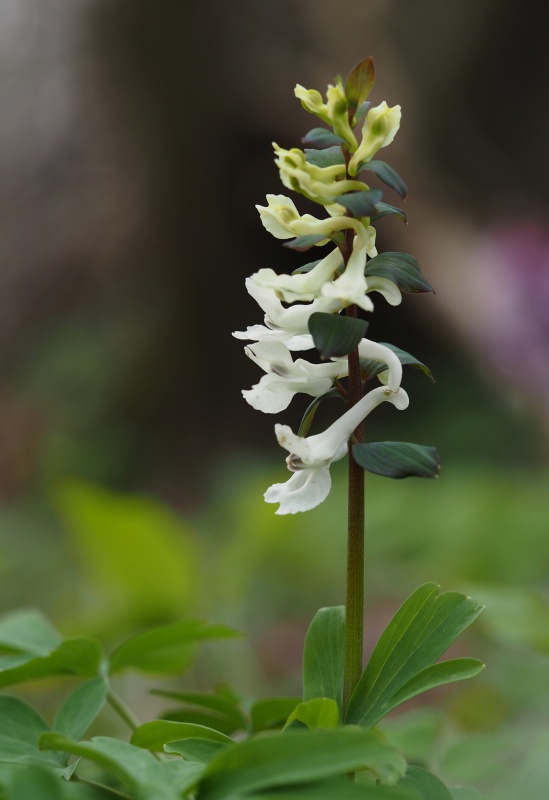 Dymnivka dutá (Corydalis cava)