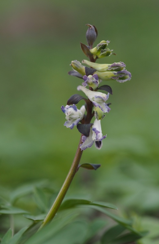 Dymnivka dutá (Corydalis cava)