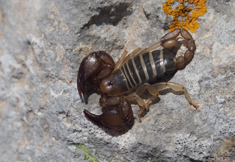 Euscorpius italicus