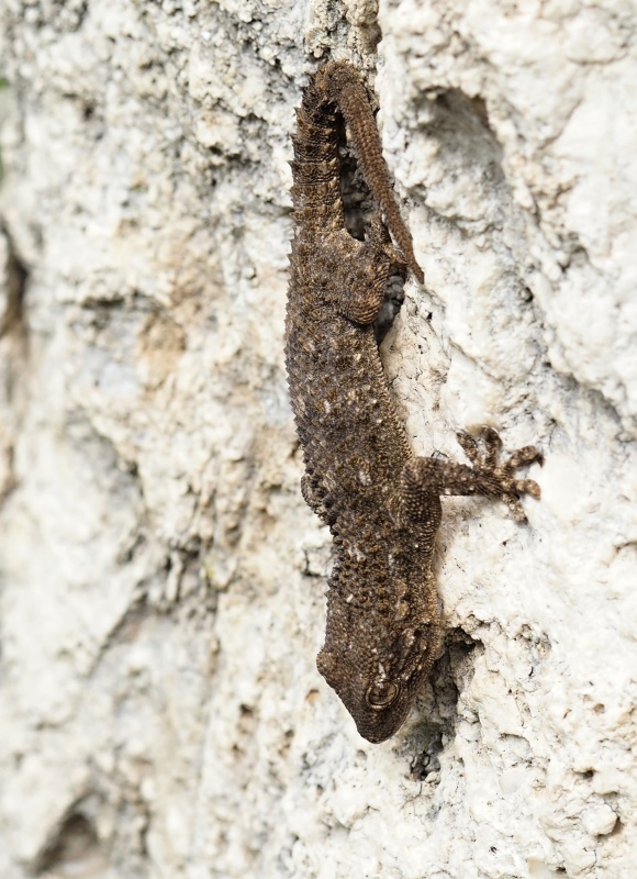  Gekon zední (Tarentola mauritanica)