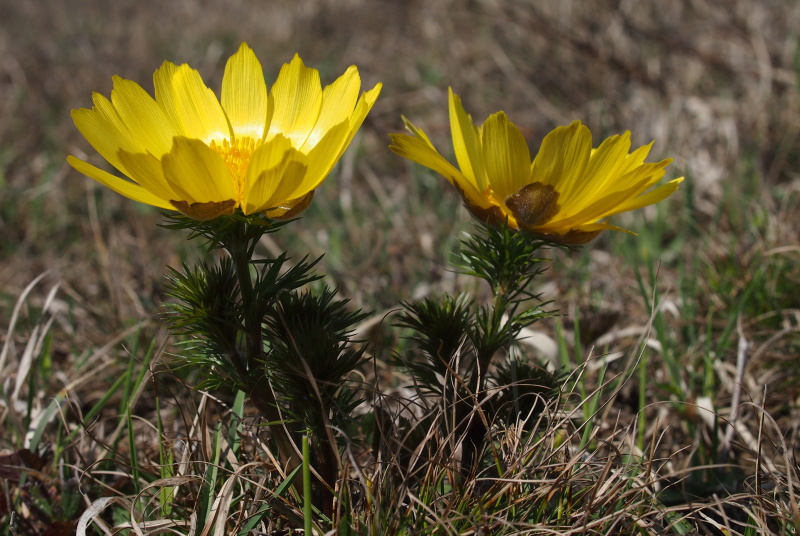 Hlaváček jarní (Adonis vernalis)