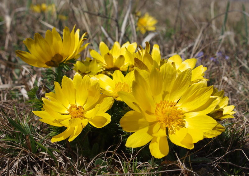 Hlaváček jarní (Adonis vernalis)