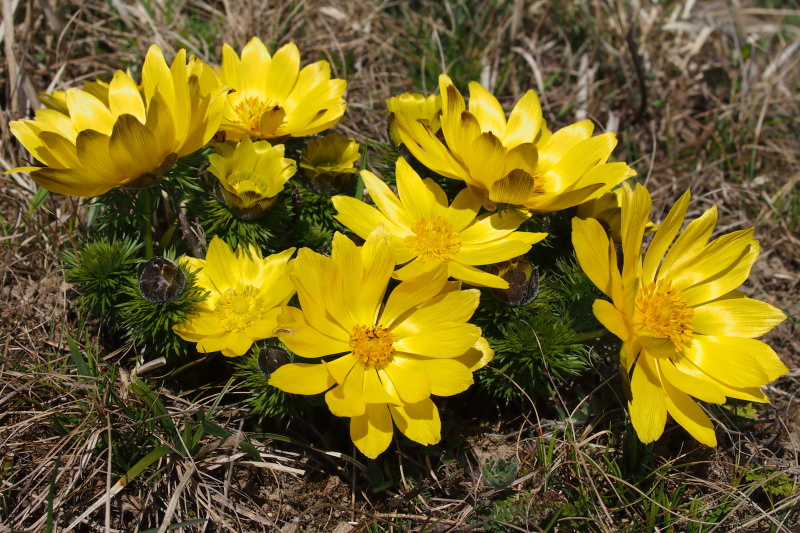 Hlaváček jarní (Adonis vernalis)