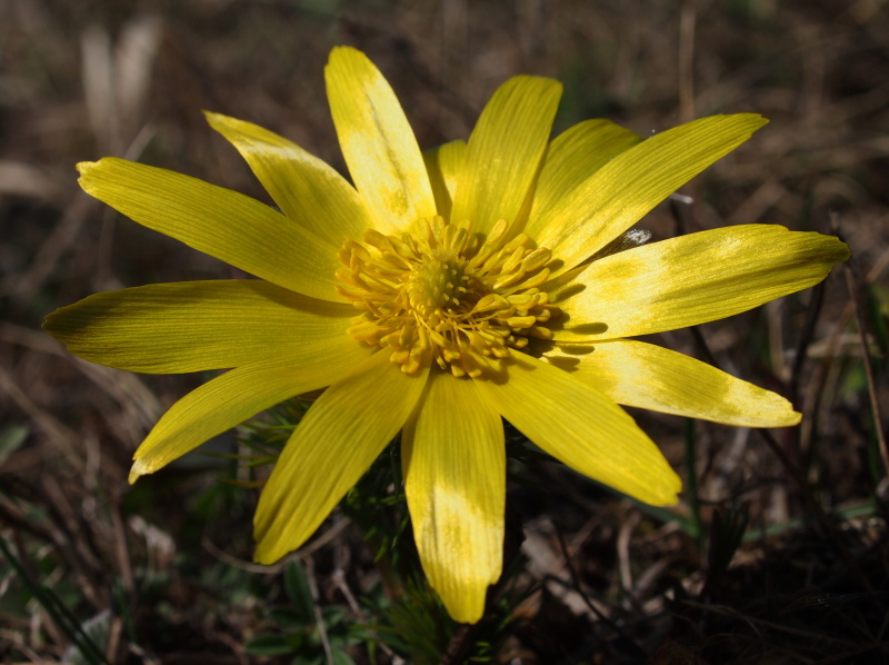 Hlaváček jarní (Adonis vernalis)