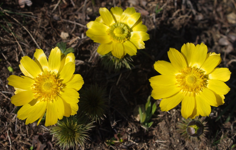 Hlaváček jarní (Adonis vernalis)
