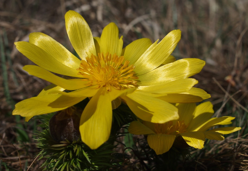 Hlaváček jarní (Adonis vernalis)