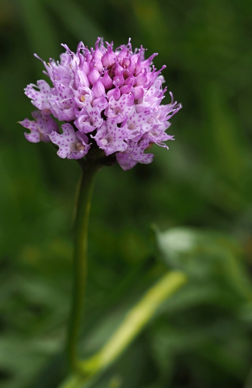 Hlavinka horská (Traunsteinera globosa)