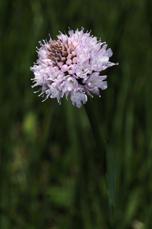 Hlavinka horská (Traunsteinera globosa)