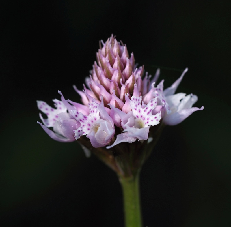 Hlavinka horská (Traunsteinera globosa)