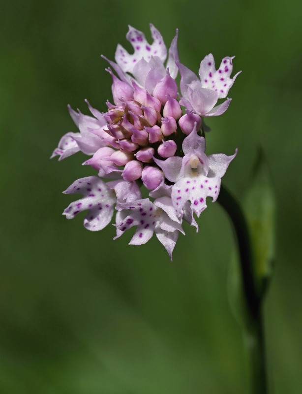 Hlavinka horská (Traunsteinera globosa)