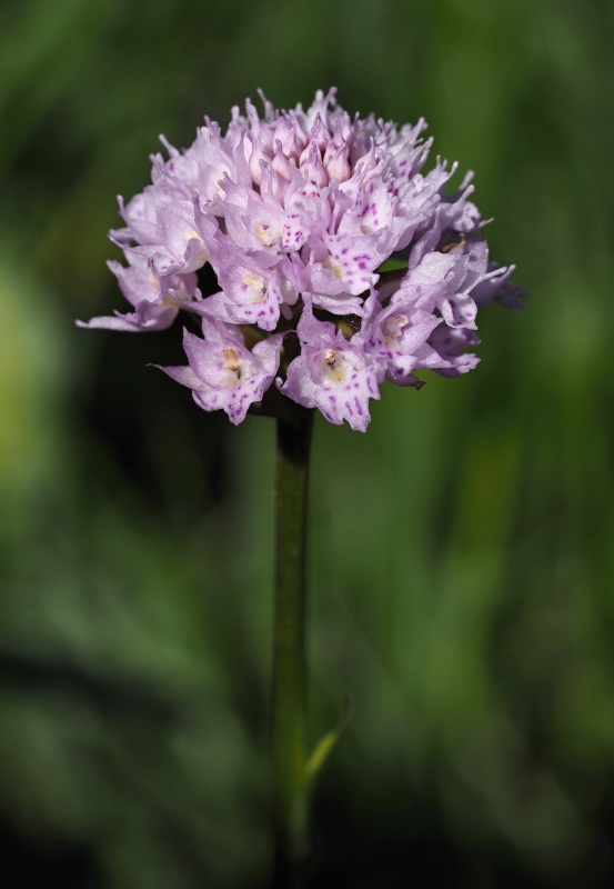 Hlavinka horská (Traunsteinera globosa)
