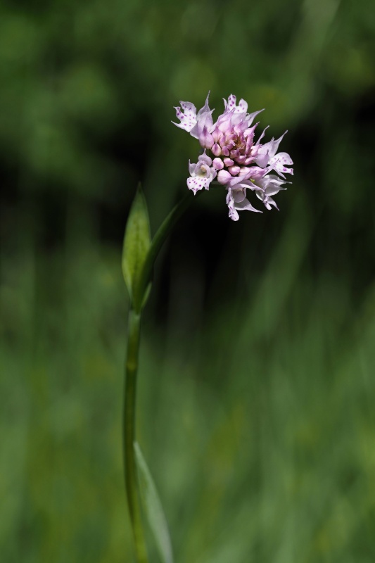 Hlavinka horská (Traunsteinera globosa)