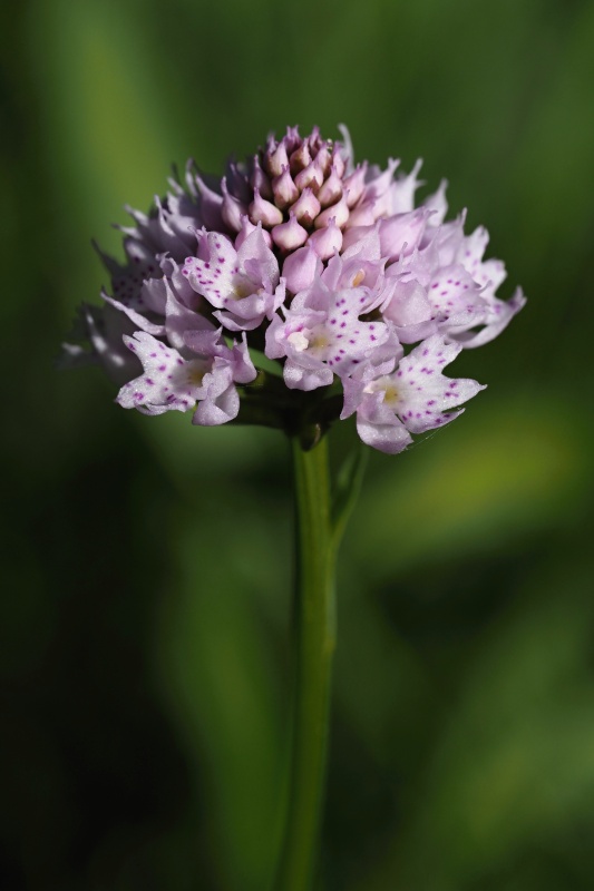 Hlavinka horská (Traunsteinera globosa)