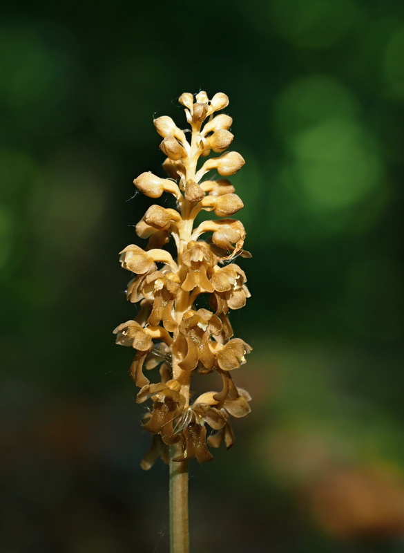 Hlístník hnízdák (Neottia nidus-avis)