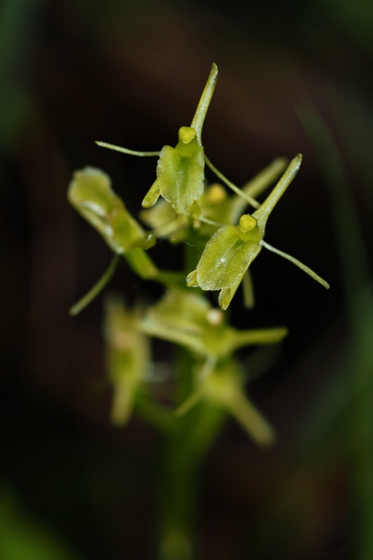 Hlízovec Loeselův (Liparis loeselii)