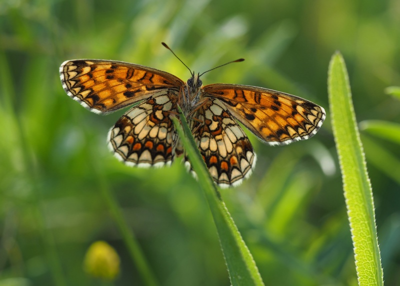 Hnědásek jitrocelový (Melitaea athalia)