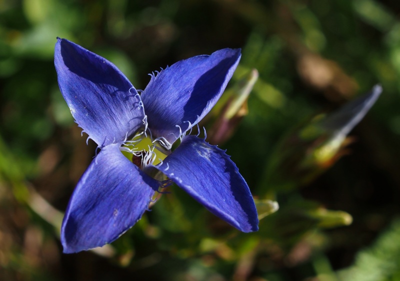 Hořec brvitý (Gentianopsis ciliata)