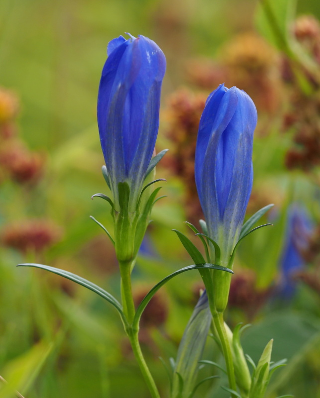 Hořec hořepník (Gentiana pneumonanthe)