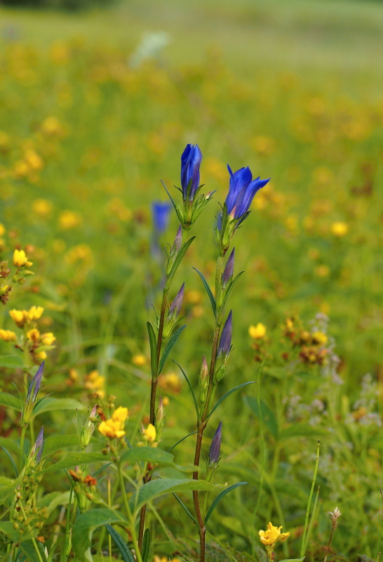 Hořec hořepník (Gentiana pneumonanthe)