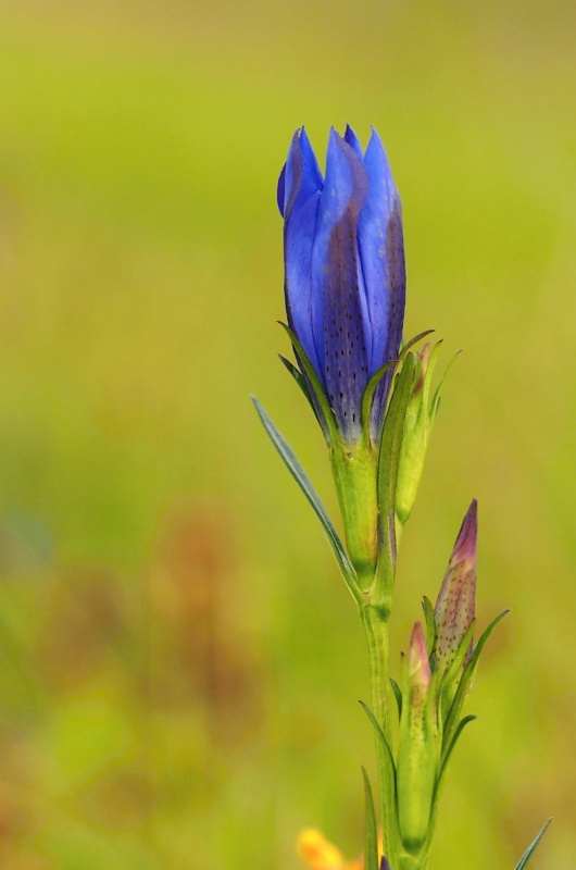 Hořec hořepník (Gentiana pneumonanthe)