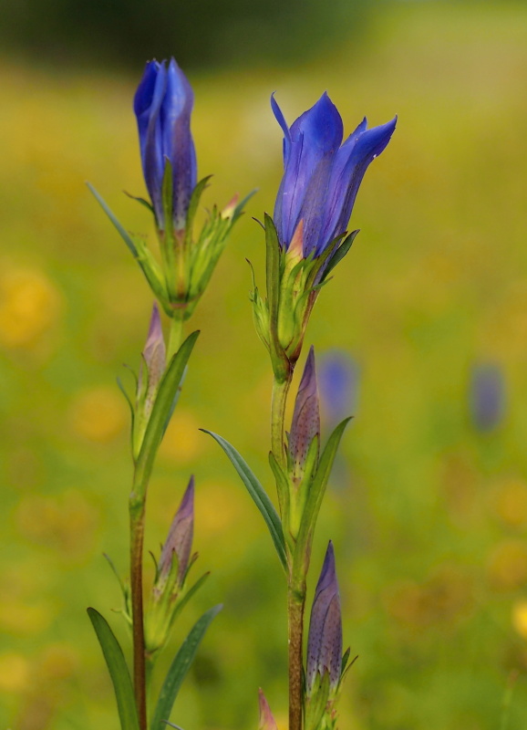 Hořec hořepník (Gentiana pneumonanthe)