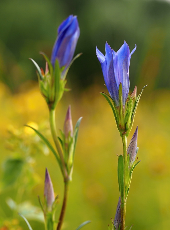 Hořec hořepník (Gentiana pneumonanthe)