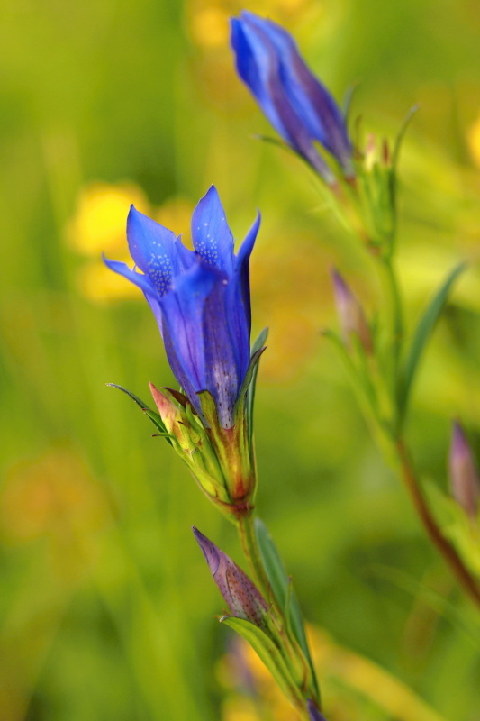 Hořec hořepník (Gentiana pneumonanthe)