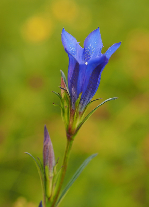 Hořec hořepník (Gentiana pneumonanthe)