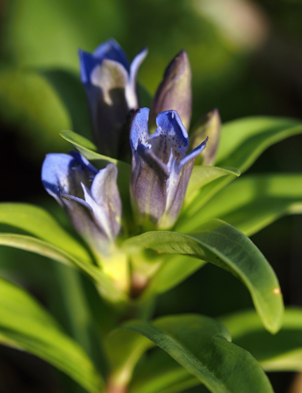 Hořec křížatý (Gentiana cruciata)