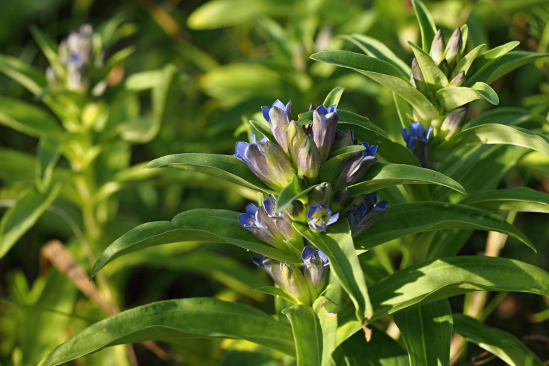 Hořec křížatý (Gentiana cruciata)
