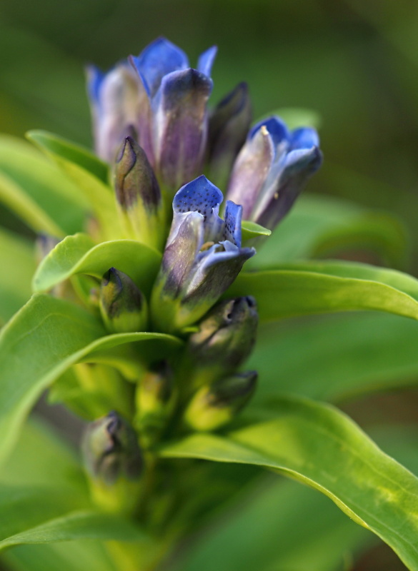 Hořec křížatý (Gentiana cruciata)