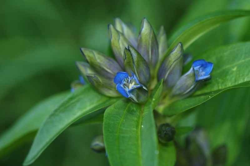 Hořec křížatý (Gentiana cruciata)