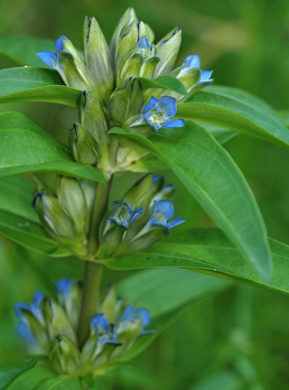 Hořec křížatý (Gentiana cruciata)