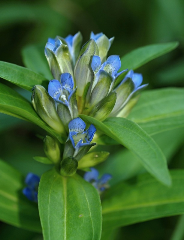 Hořec křížatý (Gentiana cruciata)